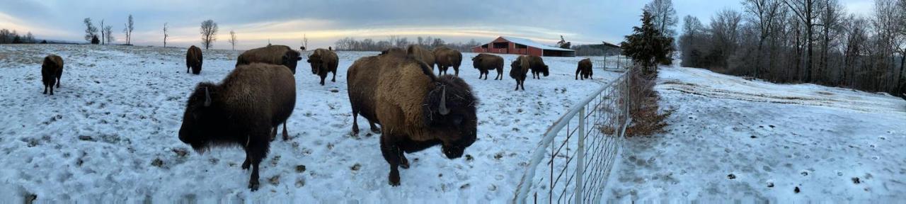 Cabin With A Tree House On A Buffalo Farm . Marshall Экстерьер фото